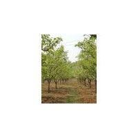 山西果树7--8--9公分梨树出售